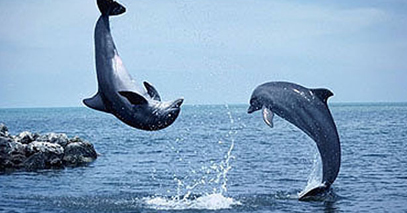 South India Temple Tour