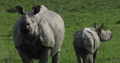 Wildlife Tour Packages India | India Tour Operator