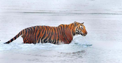 Sundarbans National Park
