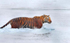 Sundarbans National Park