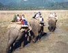 Elephant Safari at Corbett