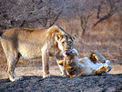 Gir National Park