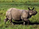One Horned Rhinoceros
