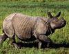 One Horned Rhinoceros