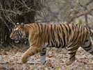 Ranthambhore National Park