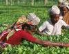 Tea Tour India