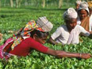 Tea Tour India