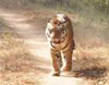 Kanha National Park
