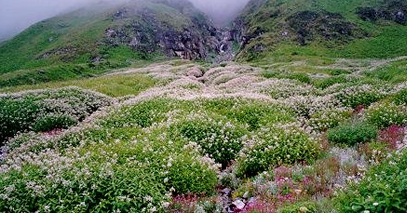 Valley of Flowers National Park